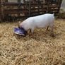 piglet Image 3