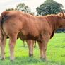 15 exceptional breeding heifers Tullamore mart 3rd Image 9