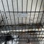 FREE large Dog Cage Image 2