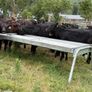 40 Super Aberdeen Angus Heifers Image 3