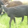 Hoggets , Ewes with Lambs Image 5