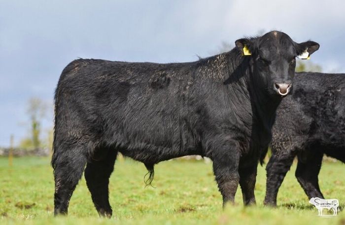 Purebred Angus bulls
