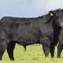 Purebred Angus bulls Image 4