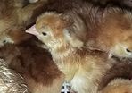 chicks and ducklings