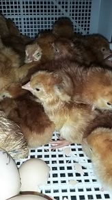 chicks and ducklings
