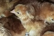 chicks and ducklings