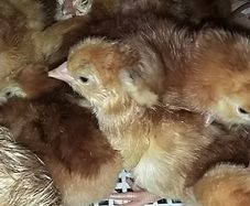 chicks and ducklings