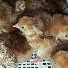 chicks and ducklings