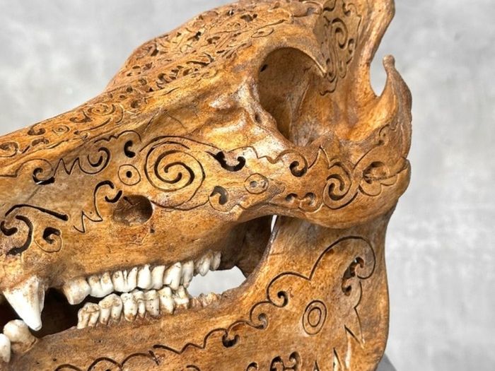 Authentic Hand Carved Wild Boar Skull - Bone