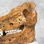 Authentic Hand Carved Wild Boar Skull - Bone Image 9