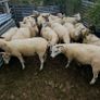 Ewes organic Image 3