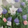 Platycodon Balloon Flowers seeds. 0.1 g Image 2