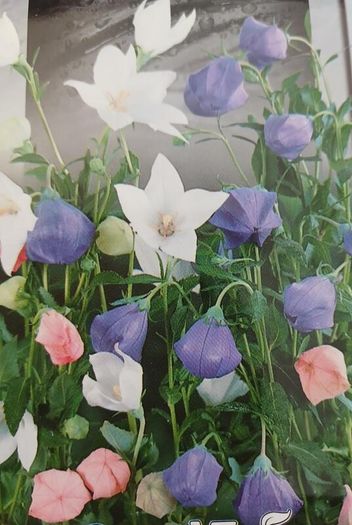 Platycodon Balloon Flowers seeds. 0.1 g