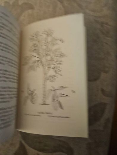 Trees by Margaret Kent, published in 1948 as part of The Children's Nature Series. [1]  Title: Trees  Author: Margaret Kent  Publisher: George G. Harrap  Date: 1948  First edition paperback in good condition.  See photos for same.