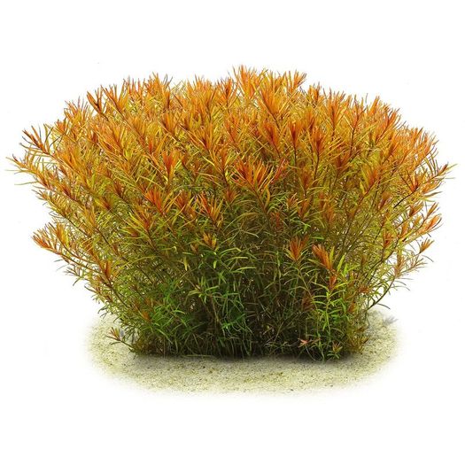 Fish Tank Live Plant