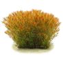 Fish Tank Live Plant Image 5