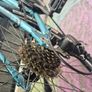 TREK Skye S Mountain Bike Image 6