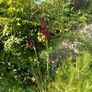 Dierama pulcherrimum purple plants Image 3