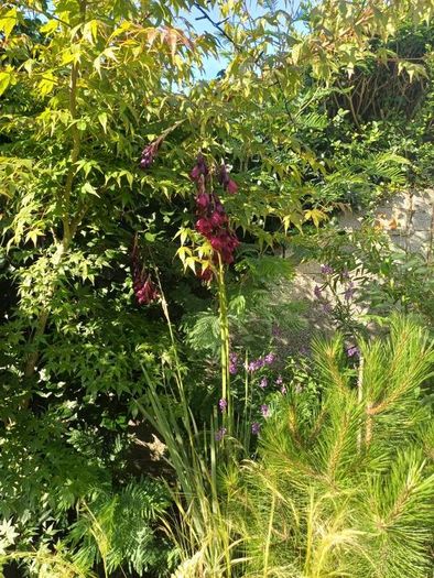 Dierama pulcherrimum purple plants