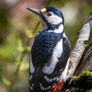 Sigma lens 100 - 400mm f/5-6.3 Image 10
