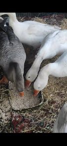 Pair of geese.