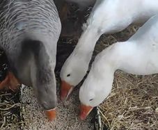 Pair of geese.
