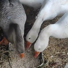 Pair of geese.