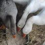 Pair of geese. Image 8