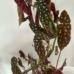 plant free to a good home (pot not included)