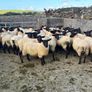Suffolk X Mule EWE Lambs Image 2