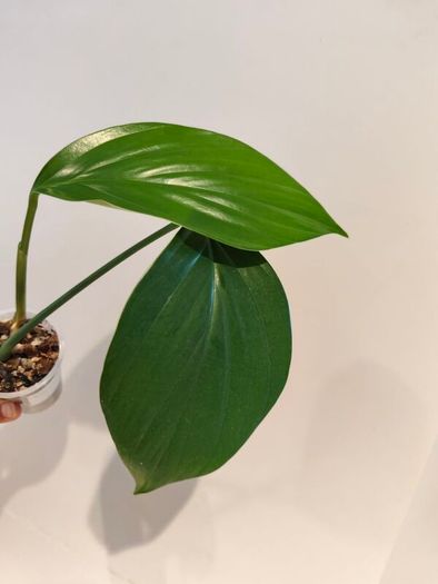 Rhaphidophora Decursiva Dragon tails