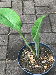 Comfrey plants Russian comfrey