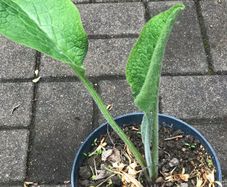 Comfrey plants Russian comfrey