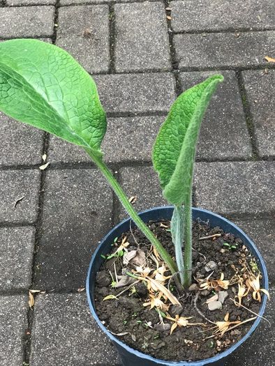 Comfrey plants Russian comfrey