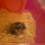 hamster and cage FREE Image 3