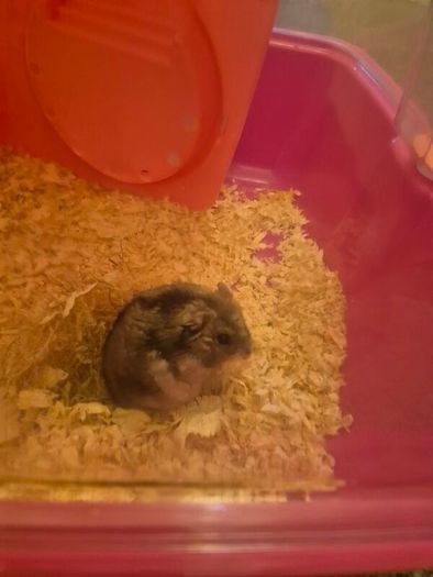 hamster and cage FREE