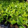 Laurel Hedging Plants, in Pots Image 3