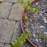 Cotoneasters-various sizes and prices Image 3