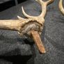 Deer Antlers Image 6