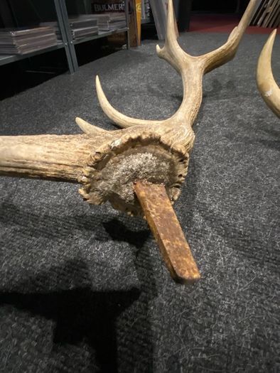 Deer Antlers