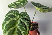 Anthurium Crystallinum Plant
