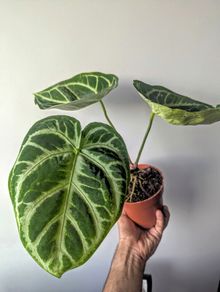 Anthurium Crystallinum Plant