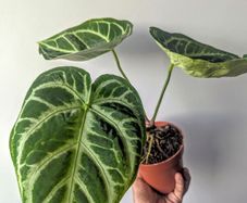Anthurium Crystallinum Plant