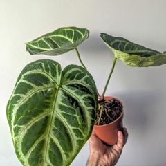 Anthurium Crystallinum Plant