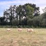 Ewe Lambs Image 2