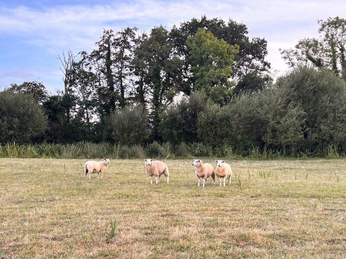Ewe Lambs