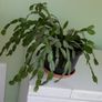 christmas cactus Image 4