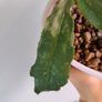 Hoya Undulata Splash Image 4