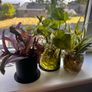 plants Image 2