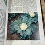 Vintage Marshall Cavendish - Grow Your Own Fruit / Vegetables Part 1&2 Image 8